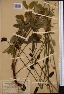 Кровохлебка лекарственная L., Средняя Азия и Казахстан, Западный Тянь-Шань и Каратау (M3) (Казахстан)