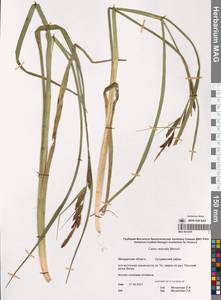 Осока пузыреватая Meinsh., Сибирь, Чукотка и Камчатка (S7) (Россия)