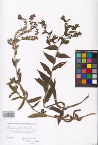 MHA 0 152 696, Нонея темная, Нонея темно-бурая (L.) DC., Восточная Европа, Южно-Украинский район (E12) (Украина)