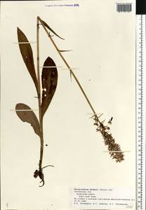 Dactylorhiza maculata subsp. fuchsii (Druce) Hyl., Восточная Европа, Средневолжский район (E8) (Россия)