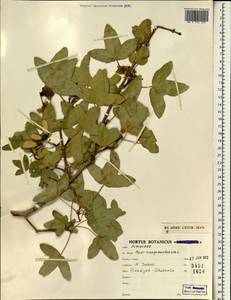 Клен монпелийский L., Зарубежная Азия (ASIA) (Иран)