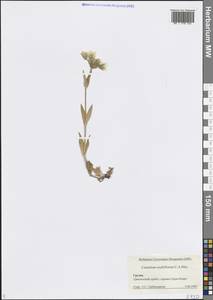 Ясколка многоцветковая C.A.Mey., Кавказ, Грузия (K4) (Грузия)