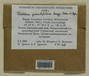 Fissidens gracilifolius Brugg.-Nann. & Nyholm, Гербарий мохообразных, Мхи - Северный Кавказ и Предкавказье (B12) (Россия)