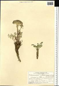 Вздутоплодник волосистый (Turcz. ex Fisch. & C.A.Mey.) Turcz. ex Ledeb., Сибирь, Алтай и Саяны (S2) (Россия)