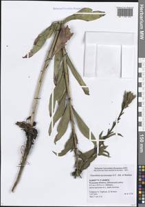 Ослинник двулетний L., Восточная Европа, Центральный район (E4) (Россия)