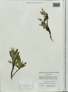 Ива сизая L., Восточная Европа, Северный район (E1) (Россия)