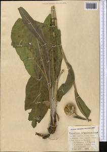 Rhaponticum integrifolium C. Winkl., Средняя Азия и Казахстан, Памир и Памиро-Алай (M2) (Таджикистан)