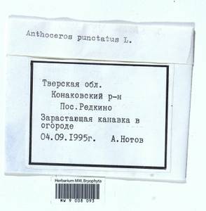 Anthoceros punctatus L., Гербарий мохообразных, Мхи - Центральное Нечерноземье (B6) (Россия)