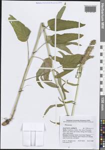 Кольник, Западная Европа (EUR) (Испания)