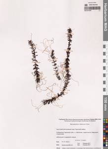 Уруть сибирская Kom., Сибирь, Чукотка и Камчатка (S7) (Россия)