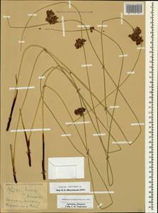 Ситник искривленный L., Кавказ, Армения (K5) (Армения)
