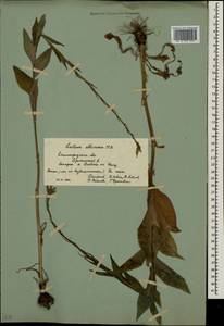 Lactuca quercina subsp. quercina, Восточная Европа, Нижневолжский район (E9) (Россия)