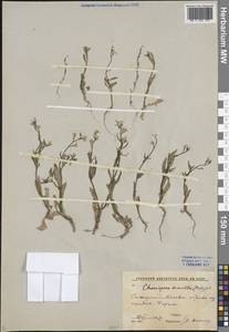 Хориспора нежная, Хориспора тоненькая (Pall.) DC., Средняя Азия и Казахстан, Памир и Памиро-Алай (M2) (Узбекистан)