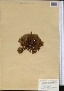 Androsace chamaejasme subsp. lehmanniana (Spreng.) Hultén, Средняя Азия и Казахстан, Джунгарский Алатау и Тарбагатай (M5) (Казахстан)