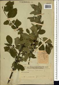 Жестер слабительный, Крушина слабительная L., Кавказ, Азербайджан (K6) (Азербайджан)