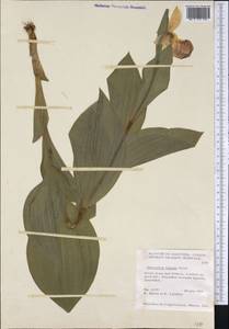 Cypripedium reginae Walter, Америка (AMER) (Канада)