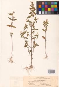 MHA 0 154 271, Пикульник ладанниковый L., Восточная Европа, Центральный район (E4) (Россия)