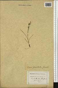 Carex punctata Gaudin, Западная Европа (EUR) (Швейцария)