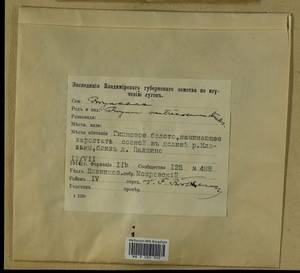 Ptychostomum pseudotriquetrum (Hedw.) J.R. Spence & H.P. Ramsay, Гербарий мохообразных, Мхи - Центральное Нечерноземье (B6) (Россия)
