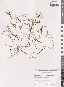 Рдест Фриза, Рдест Фриса Rupr., Сибирь, Чукотка и Камчатка (S7) (Россия)