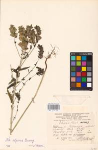 MHA 0 161 981, Rhinanthus riphaeus Krock., Восточная Европа, Западно-Украинский район (E13) (Украина)