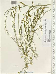 Nasturtiopsis coronopifolia (Desf.) Boiss., Зарубежная Азия (ASIA) (Израиль)