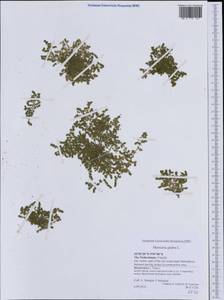 Грыжник голый L., Западная Европа (EUR) (Нидерланды)