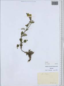 Шлемник, Средняя Азия и Казахстан, Западный Тянь-Шань и Каратау (M3) (Киргизия)