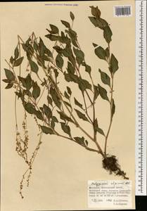 Кенигия альпийская (All.) T.M.Schust. & Reveal, Монголия (MONG) (Монголия)