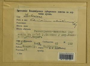 Abietinella abietina (Hedw.) M. Fleisch., Гербарий мохообразных, Мхи - Центральное Нечерноземье (B6) (Россия)
