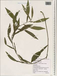 Pothos scandens L., Зарубежная Азия (ASIA) (Вьетнам)