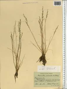 Puccinellia capillaris subsp. pulvinata (Fr.) Tzvelev, Восточная Европа, Северный район (E1) (Россия)