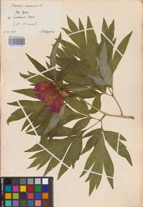 Пион уклоняющийся, Марьин корень L., Восточная Европа, Восточный район (E10) (Россия)