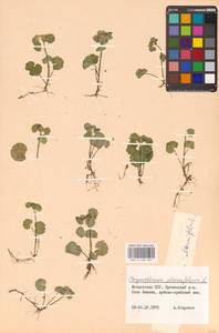 Селезеночник очереднолистный L., Восточная Европа, Молдавия (E13a) (Молдавия)