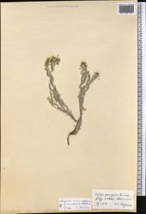 Anaphalis tenuisissima C. C. Chang, Средняя Азия и Казахстан, Памир и Памиро-Алай (M2) (Таджикистан)