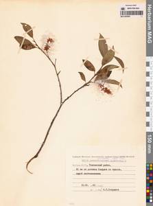 Ива ложнопятитычинковая (Flod.) Flod., Сибирь, Якутия (S5) (Россия)