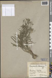 Campanula cylindrocarpa Sennikov, Средняя Азия и Казахстан, Западный Тянь-Шань и Каратау (M3) (Киргизия)