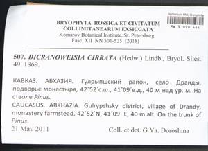 Dicranoweisia cirrata (Hedw.) Lindb. ex Milde, Гербарий мохообразных, Мхи - Закавказье (B13) (Абхазия)