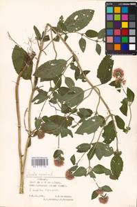 MHA 0 157 906, Мята водяная L., Восточная Европа, Эстония (E2c) (Эстония)