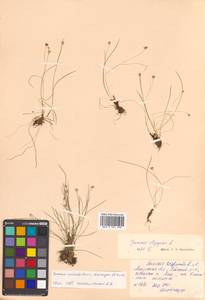 Juncus potaninii subsp. woroschilovii (Nechaev & Novikov) Novikov, Сибирь, Дальний Восток (S6) (Россия)