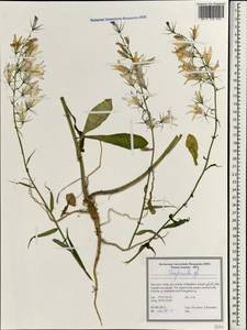 Колокольчик, Зарубежная Азия (ASIA) (Иран)