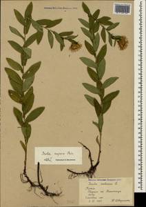 Pentanema asperum (Poir.) G. V. Boiko & Korniy., Крым (KRYM) (Россия)