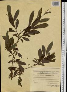 Ива удская (Wimm.) Trautv. & C.A.Mey., Сибирь, Чукотка и Камчатка (S7) (Россия)