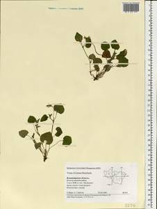 Фиалка Ривиниуса Rchb., Восточная Европа, Центральный район (E4) (Россия)