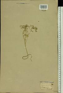 Odontarrhena tortuosa (Waldst. & Kit. ex Willd.) C.A.Mey., Восточная Европа, Северо-Украинский район (E11) (Украина)