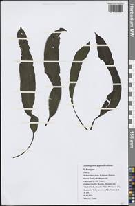Aponogeton appendiculatus H.Bruggen, Зарубежная Азия (ASIA) (Индия)