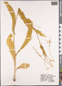 Клоповник, Средняя Азия и Казахстан, Памир и Памиро-Алай (M2) (Таджикистан)