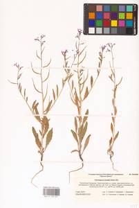 Хориспора нежная, Хориспора тоненькая (Pall.) DC., Восточная Европа, Нижневолжский район (E9) (Россия)