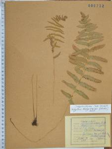 Телиптерис болотный Schott, Сибирь, Дальний Восток (S6) (Россия)