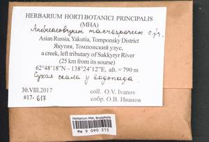 Andreaeobryum macrosporum Steere & B.M. Murray, Гербарий мохообразных, Мхи - Якутия (B19) (Россия)